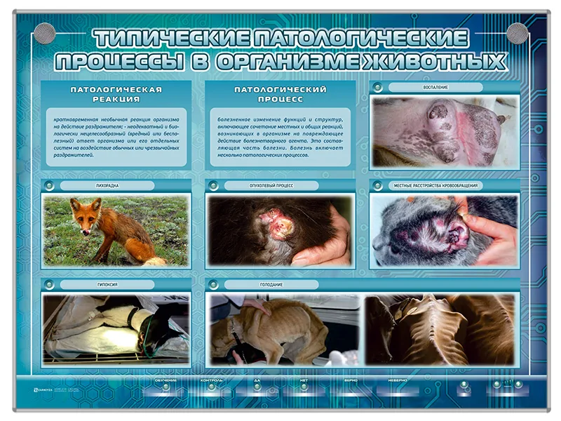 Стенд Зарница патологические процессы у животных