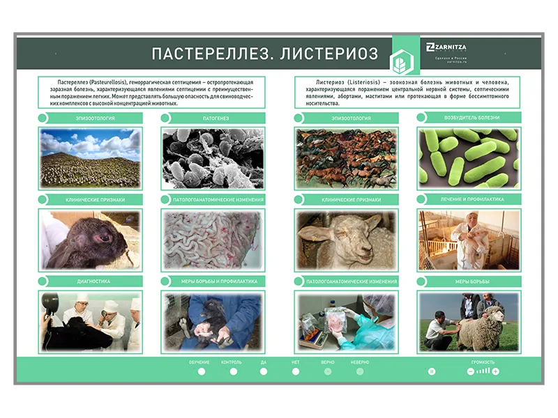 Стенд Зарница пастереллез листериоз