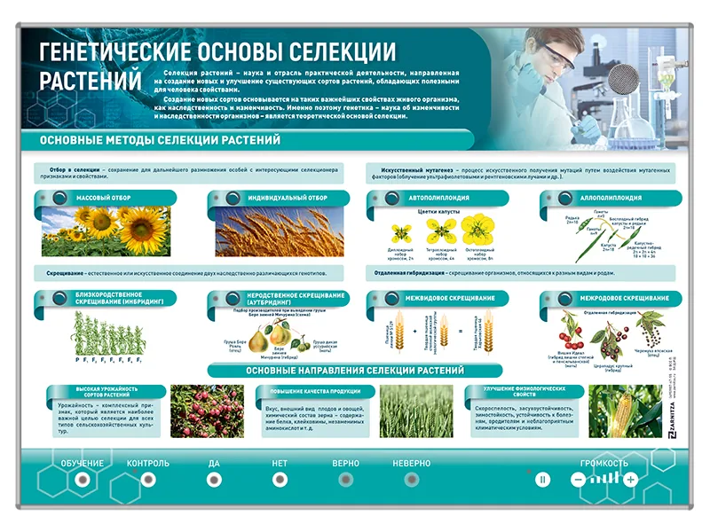Стенд Зарница генетические основы селекции растений