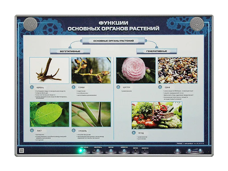 Стенд Зарница функции основных органов растений