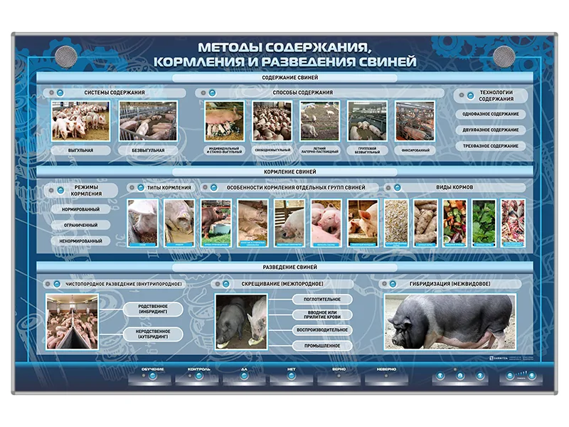 Стенд Зарница методы содержания и разведения свиней