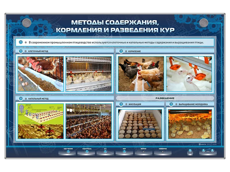 Стенд Зарница методы содержания и разведения кур